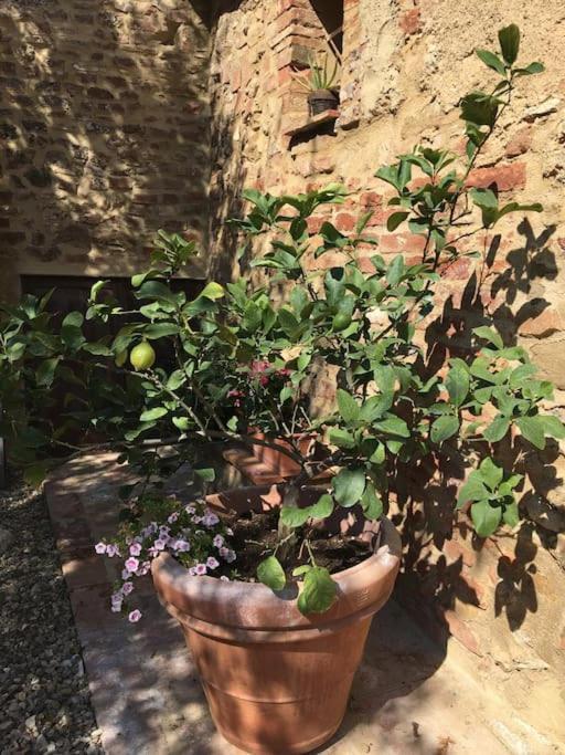 Appartamento Agli Olivi Di Marciano Siena Esterno foto